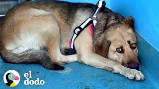 Perro rescatado se esconde en la esquina hasta que llega la persona perfecta | El Dodo