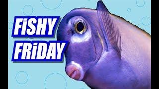 Fishy Friday - Children's Rock Song