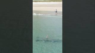 1000lb Hammerhead Shark Swimming by the Beach