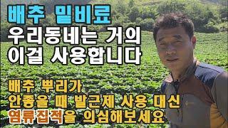 배추 밑비료 - 한 동네에서만 엔텍을 900포 사용? /배추 뿌리불량 발근제로 효과가 없다면 염류집적을 의심해보세요. 이에 대한 해결책!!