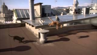 Go-Cat Freerunner Cat TV Advert