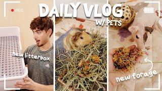 SPOILING MY PETS! Pet Vlog 