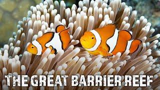 The Great Barrier Reef: A Fragile Paradise