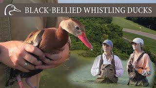 Black-bellied Whistling Ducks: Studying the largest, northern-most population EVER documented