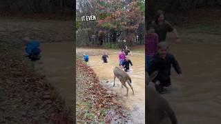 This Deer and These Kids Became Best Friends ️ #animals #deer #shorts #viral