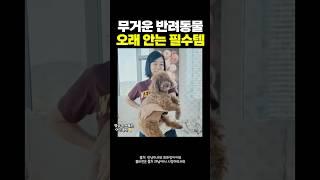 최화정의 반려견 필수템 #셀럽템