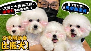 【從零開始養】比熊犬!養二十隻棉花糖是什麼體驗?破壞力竟然不輸哈士奇?曾流落街頭變馬戲團團員?【許伯簡芝】Bichon