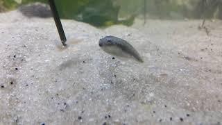 Stargazer fish feeding