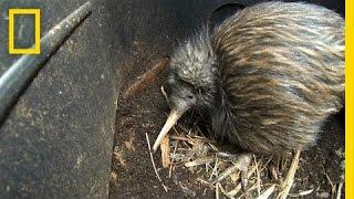 Bizarre, Furry Kiwi Bird Gets a Closer Look | National Geographic