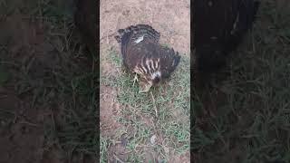 Grace & Power | The Beauty of the Changeable Hawk-Eagle