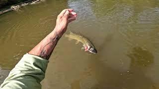 Two handing for small water Musky