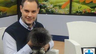 ZEČEVI U STANU, ishrana, nega, najčešće bolesti - Mario Tikvicki, veterinar, RTV City