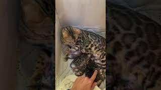 Beautiful Mom and Kittens | Savannha Kittens | Bengal Kittens | @SRNBHARAT  Subscribe Channel