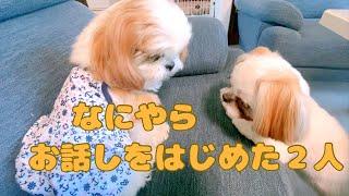 【シーズー】犬同士の会話がかわいい