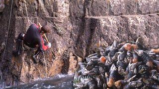 The barnacles | Traditional barnacle fishing | Traditional fishing