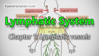 Lymphatic System : Chapter 1: Lymphatic Vessels