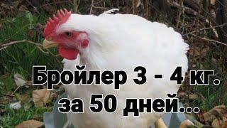 Как вырастить бройлера за 50-60 дней?