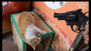 Cat Shows Gratitude To His Owner By Playing Acting Game | Kritter Klub