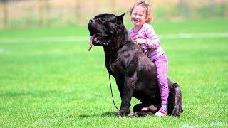 Big Cane Corso Dog protecting Baby - Dog and Baby Funny Moments