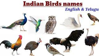 Birds names / Indian birds names/ పక్షుల పేర్లు/ English to Telugu birds names.