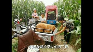 奶奶掰玉米害怕讓皮皮當保鏢，不曾想毛孩子只想回家，唯恐被落下。
