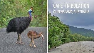 Cape Tribulation - North Queensland - Australia