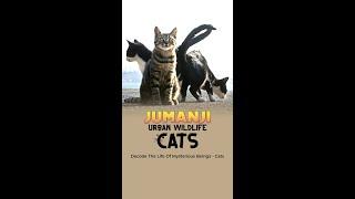 How does life look like when you are a cat?