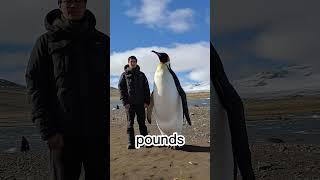 How Big Were the Largest Penguins Ever?