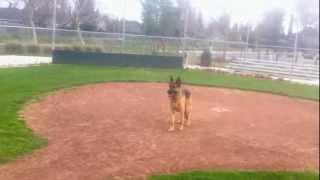 Homerun puppy! Dunder the German Shepherd