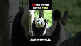 하품해도 극강미모 보여주는 푸바오 