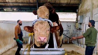 Simmental Bull Meets a New Mate!  First Interaction & Farm Breeding