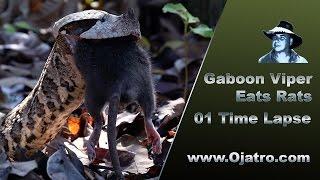 Gaboon Viper Eats Rat 01 Time Lapse