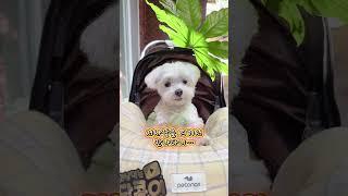 첫사랑 찾은 강아지 ㅋㅋㅋ #dog #김기사 #사모님 #바바리맨 #첫사랑 #lovelydog #funnyshorts