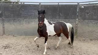 Roundpen Work With A New Horse  - Racking Horse - Scooter - Gaited Horse Training