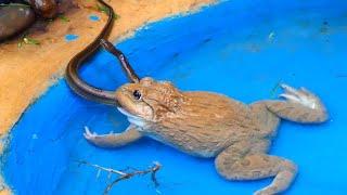 East Asian bullfrog eating water snake in pool