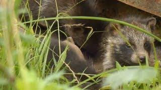 気がつけば我が家が仔狸屋敷になっていた（Became a paradise of a Child Tanuki）