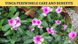 Periwinkle Plant Care and Benefits