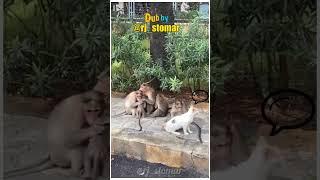 Dayaram Ke  Funny Animals Dubbed Video #funny #voiceover #cat #shorts