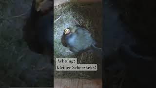 Küken erschreckt Mama Blaumeise  #birds #birdwatching #cute #surprise