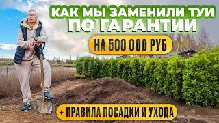 Как мы заменили туи по гарантии! Правила посадки и ухода.