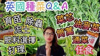 英國種菜Q&A 分享由買種子 育苗. 泥土 肥料 選擇 除蟲 到打理