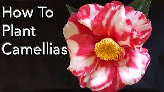 How To Plant Camellias PLUS 7 Great Camellias