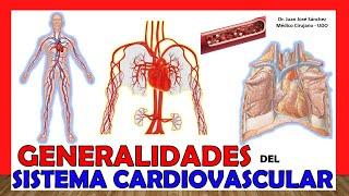 CIRCULATORY SYSTEM in 18 Minutes!! (Cardiovascular system). Easy and simple!