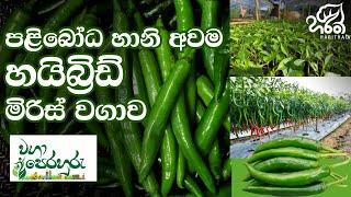 වැඩි අස්වැන්නකට Hybrid මිරිස්  | වගා පෙරහුරු | Waga Perahuru - Hybrid Chili |  Season 03 | EP - 03