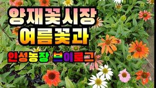 양재꽃시장 여름꽃 식물튜브 (6월17일)  #양재꽃시장 #식물튜브 #plant tube