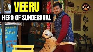 Sunderkhal - Jung Astitva Ki | Wildlife Documentary | Official Trailer 4K Discover Wild Paws