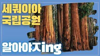 [미국오면] 세쿼이아 국립공원 (Sequoia National Park) - 지구상에서 가장 큰 나무, 제너럴 셔먼 나무를 볼 수 있는 곳!