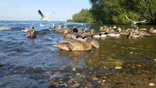  SO MANY CHEEKY HUNGRY MALLARD DUCKSGULLSLOUGH NEAGH IRELAND‍️#magacuteLIKEsubscribe#zen