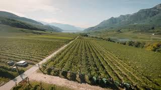 Cantina Kaltern drone flight through vineyards - Weinberge Drohnenflug - con il drone tra i vigneti