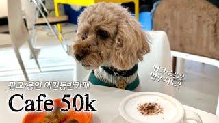 카페오십케이(cafe50k) 광교/용인 애견동반카페 소극적동반허용! +멍크로플, 멍푸치노